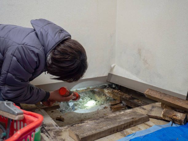 Reliable East Pepperell, MA Mold Removal Solutions